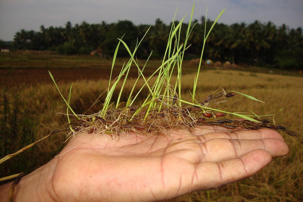 Seedlings of Kagga paddy.