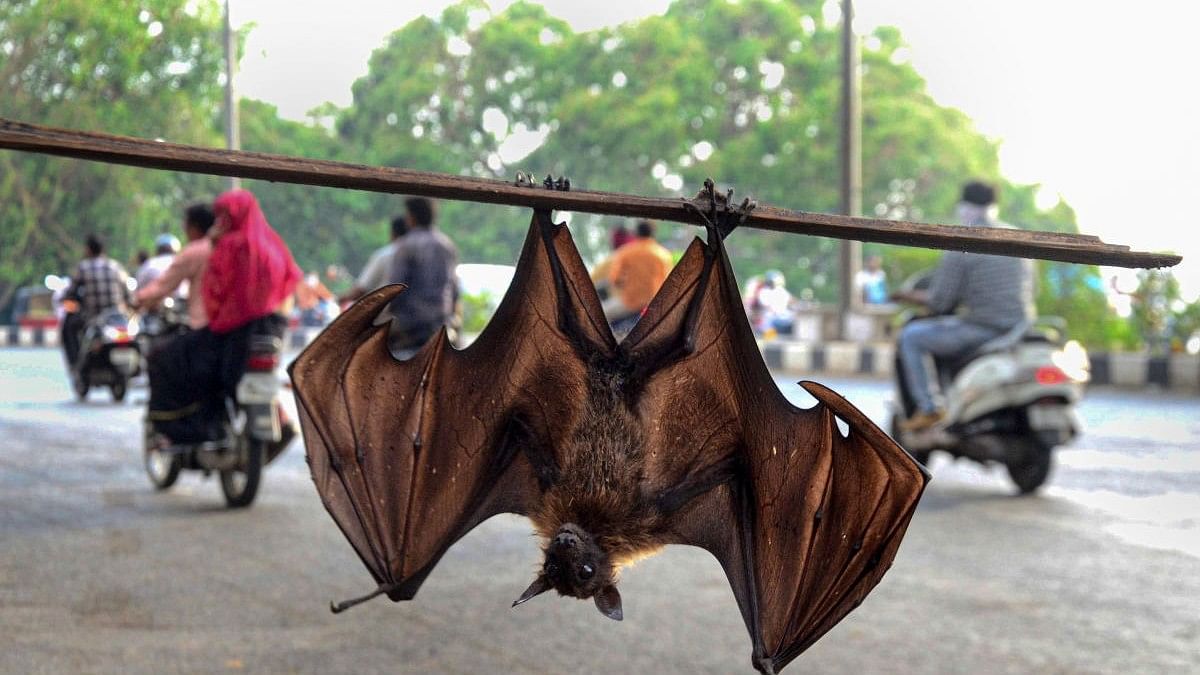 Recurring Nipah in Kerala stresses need for in-depth study; steps on to contain spread
