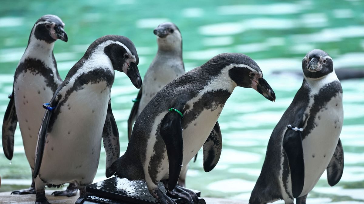Penguins are dying in warming Antarctic