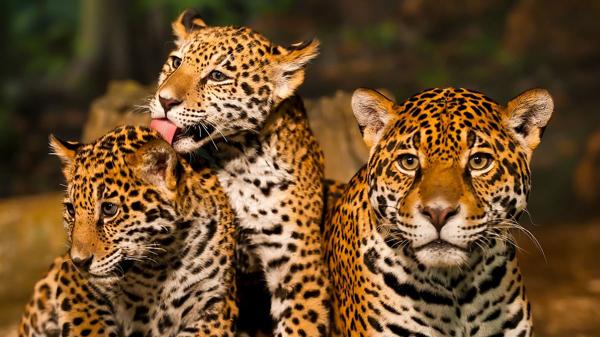 Death of leopard cubs: Minister to visit Bannerghatta Biological Park to assess situation