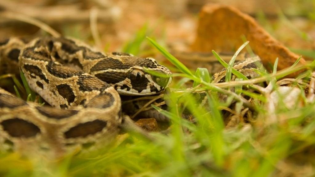 Bengaluru's snake whisperers: Scaling serpent awareness