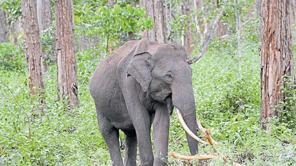 Mysuru: Two injured in elephant and wild boar attacks in H D Kote taluk
