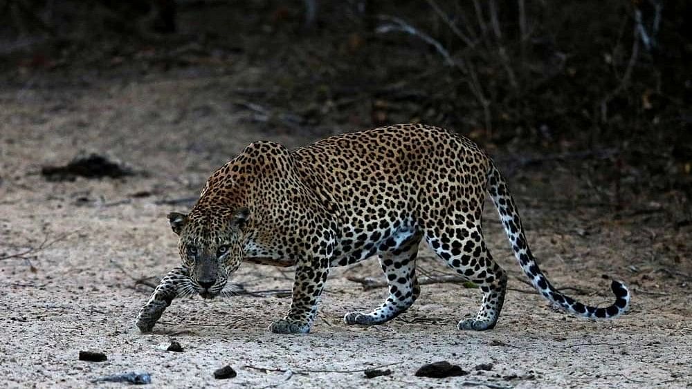 Leopard mauls teenager to death in UP's Bahraich