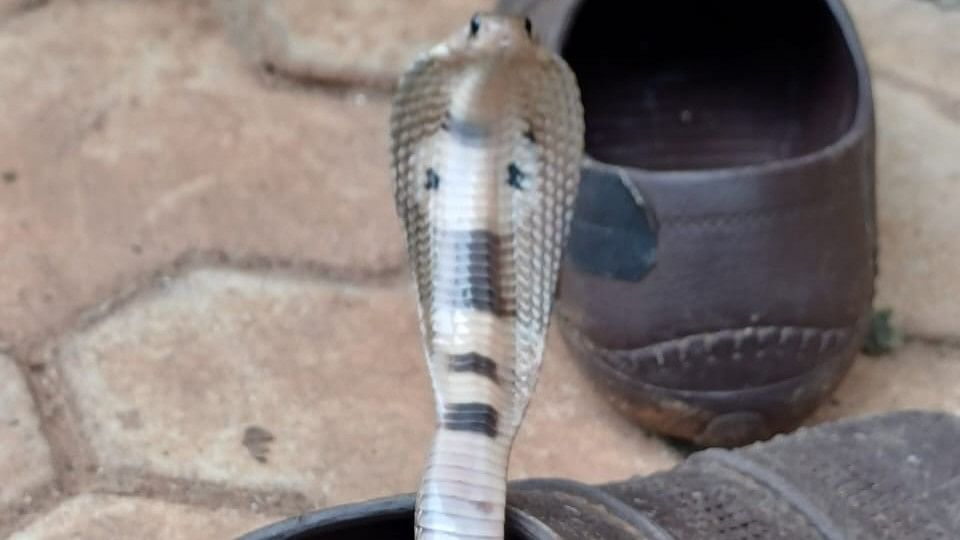 Cobra in shoe: Siddapura woman has narrow escape