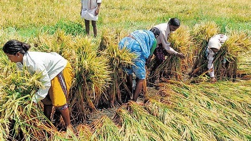 Crops in distress but insurance elusive