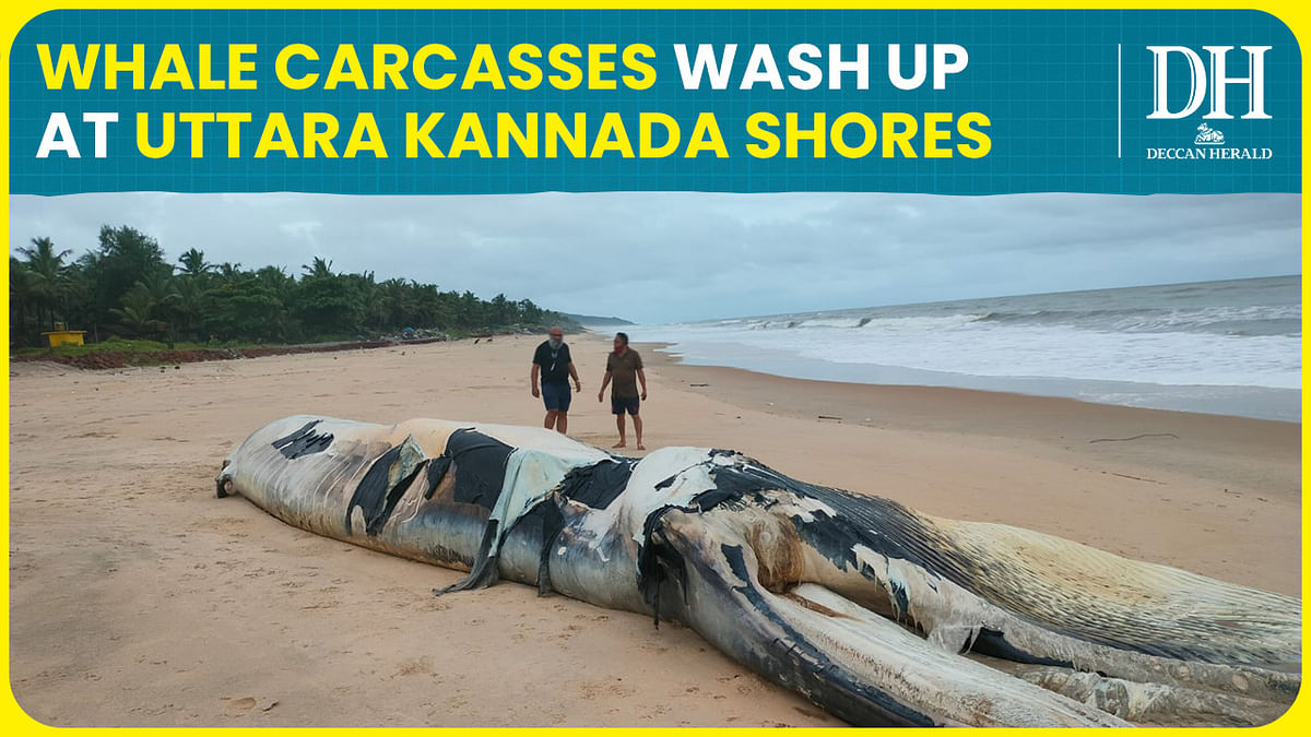 Why are whale carcasses turning up at Uttara Kannada shores? Uttara Kannada district | Bryde's whale