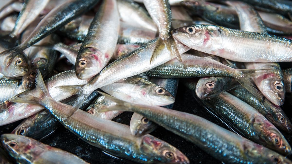 Marine scientists unearth genome secrets of Indian oil sardine