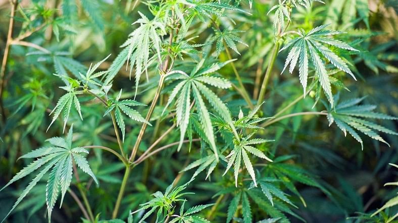 Over 10 quintal of cannabis grown in Yavatmal crop farms seized; 4 persons booked