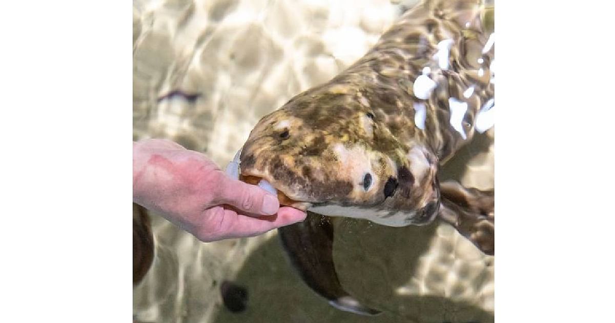 Meet Methuselah, the World's Oldest Living Aquarium Fish - The New York  Times