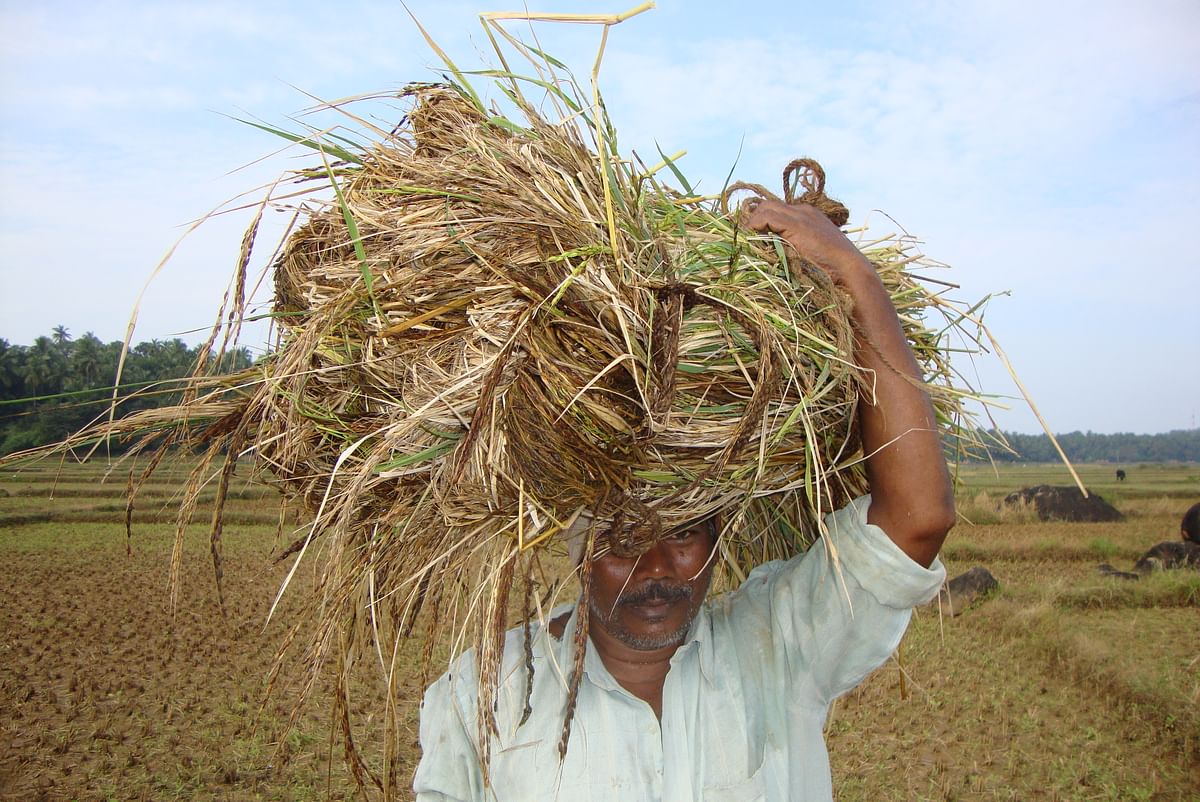 A farmer harvests Kagga paddy. 