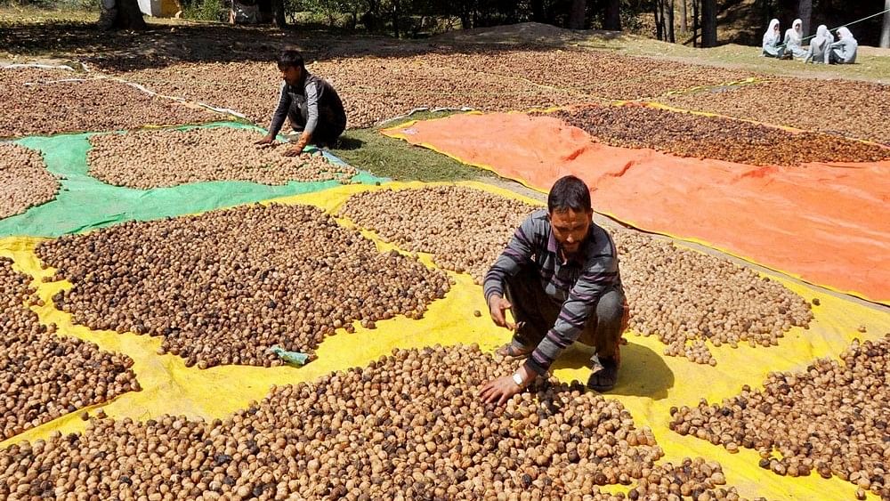 Imports from foreign countries a blow to Kashmir walnut