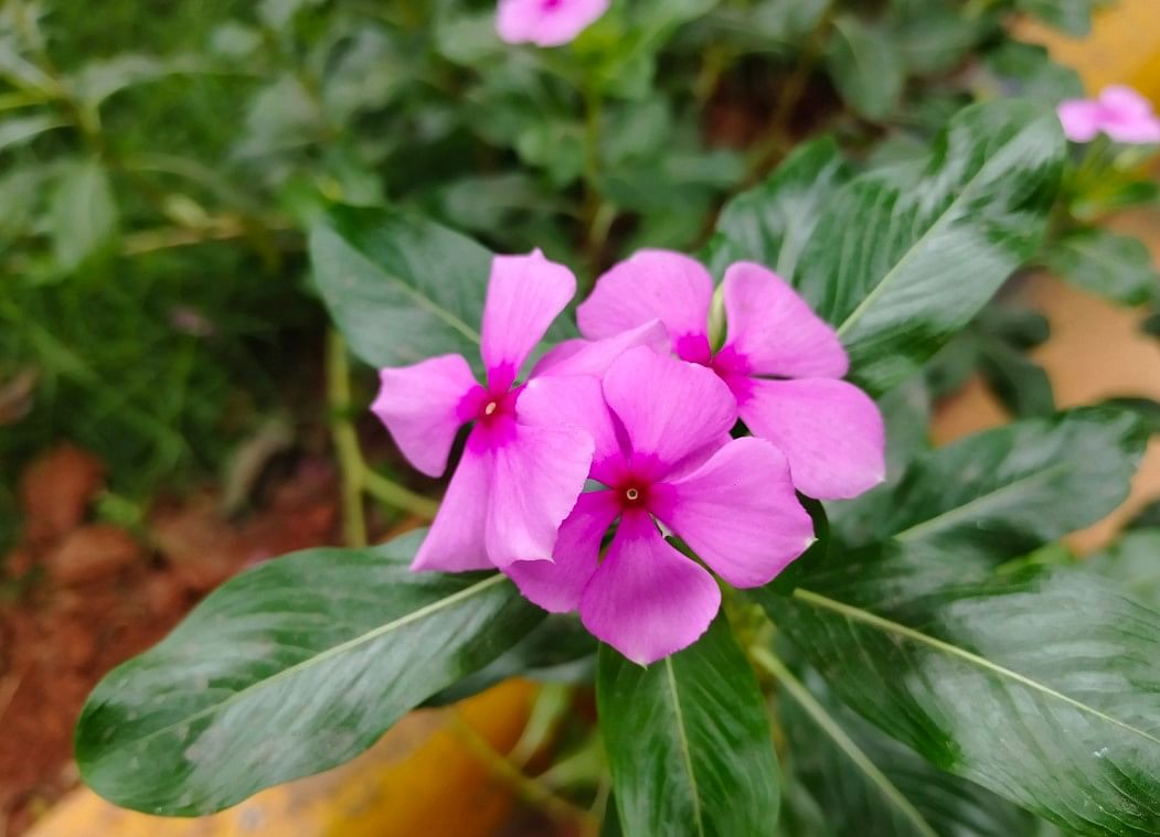 Vivo V29e camera sample.