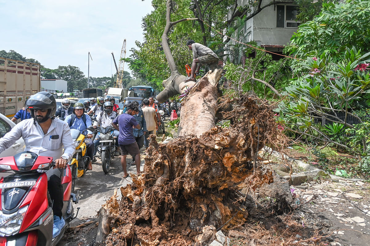 Strong winds uprooted a huge tree on Langford Road. 