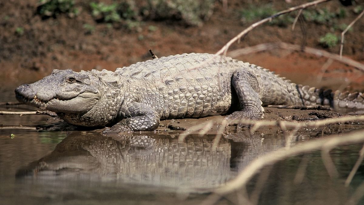 South China hunts for 70 escaped crocodiles after typhoon floods