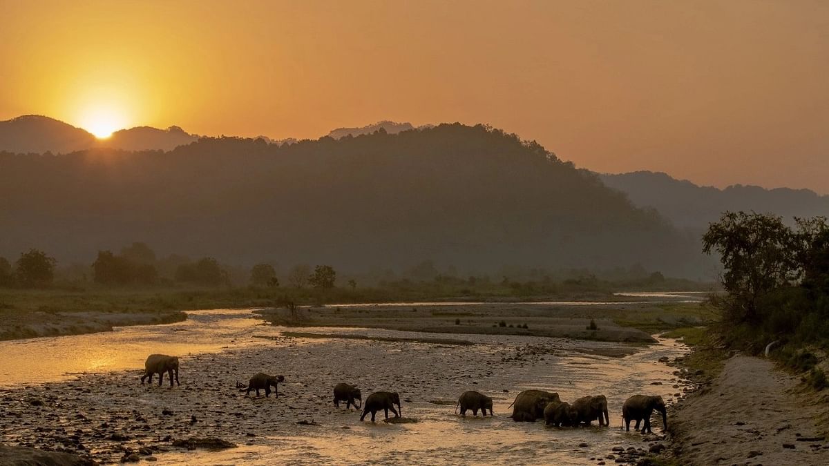 Jim Corbett, Uttarakhand: The Uttarakhand-based Jim Corbett National Park provides visitors with a wide range of activities, including wildlife safaris, bird viewing, the Dhikala Zone, the Jim Corbett Museum, river rafting, nature walks, lodging, and environmental awareness. Over 600 different bird species can be seen in the park's diverse biodiversity, and tourists can get involved in conservation efforts.