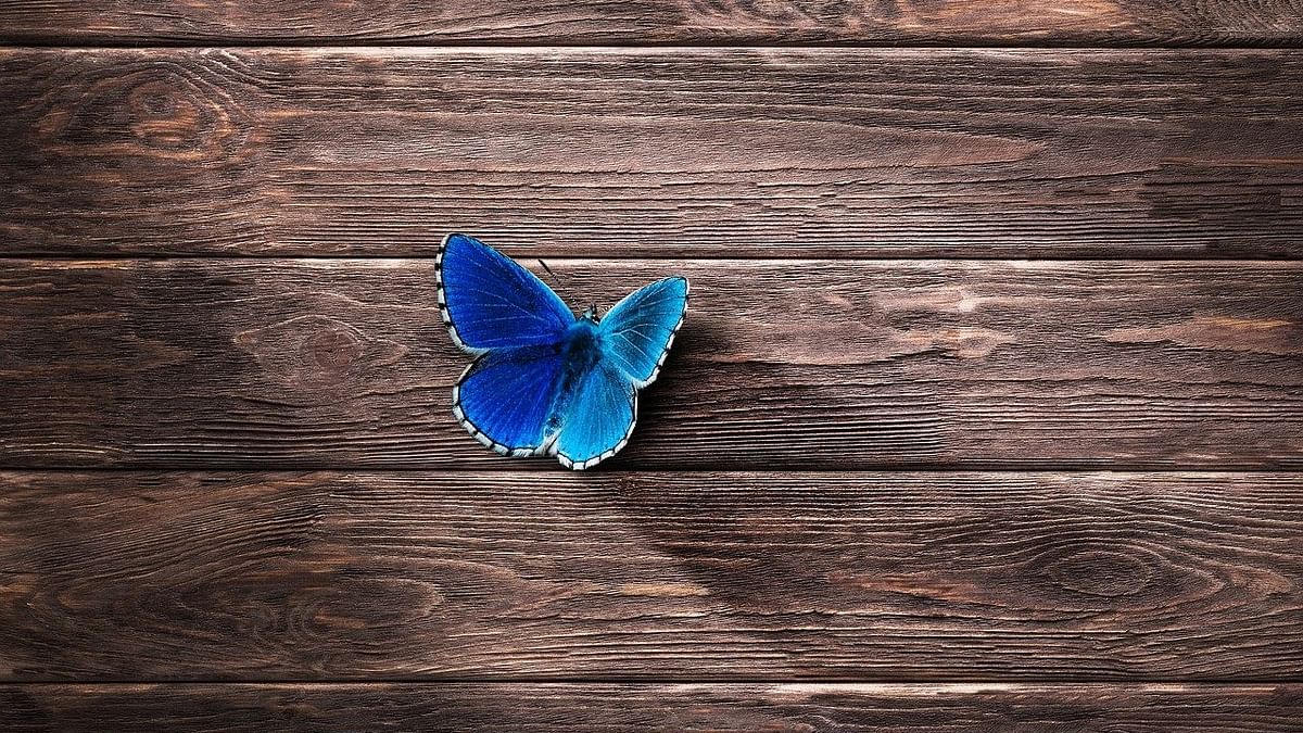 Wings of hope: BBP’s effort to save endangered butterflies  