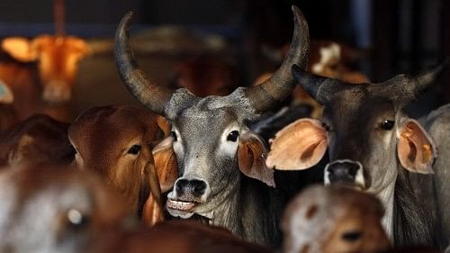 2 Muslim cattle smugglers injured in encounter with cops in Uttar Pradesh's Meerut