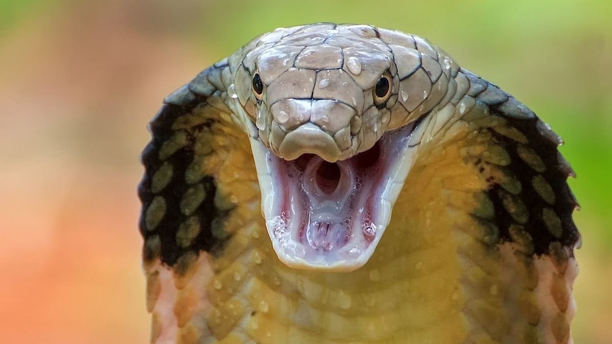 Injured cobra sent from UP to Delhi in ambulance for treatment