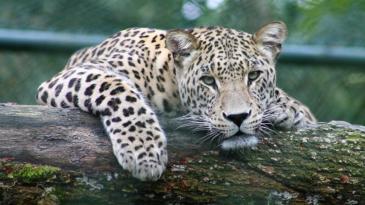 Leopard, cub responsible for 5 recent deaths caught in UP's Bahraich - Vimarsana News