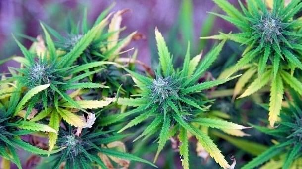 Karnataka farmer arrested for cultivating marijuana on his farm