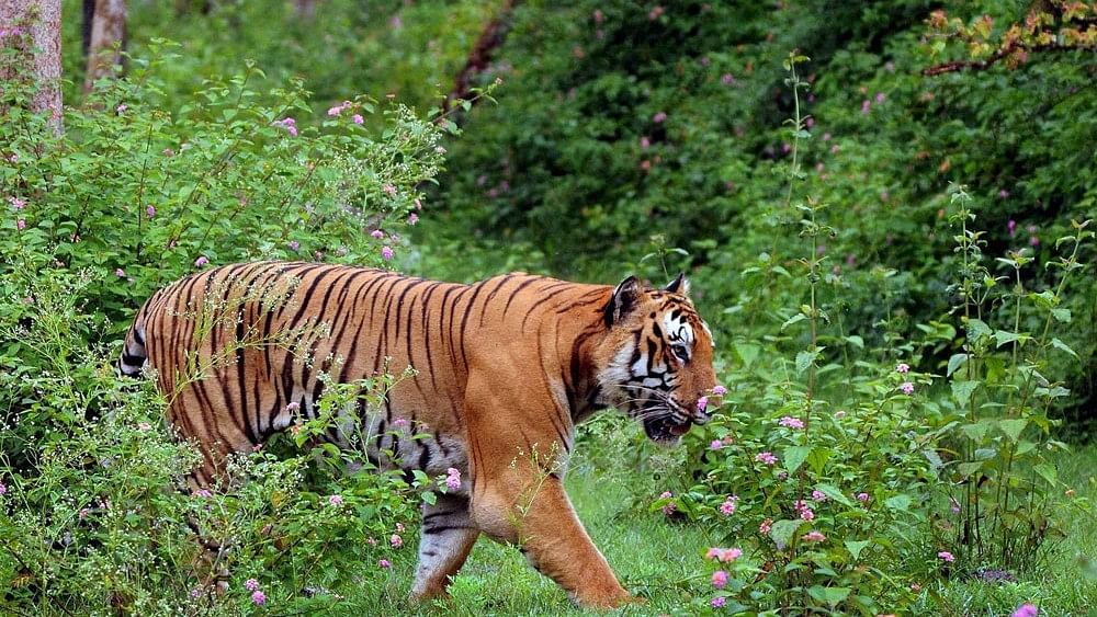 Tiger kills caretaker in Rajasthan's Abheda Biological Park