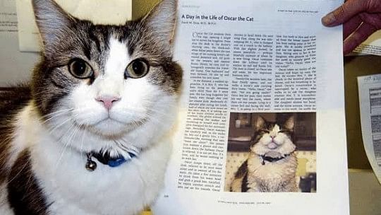 Oscar, a therapy cat who could predict deaths