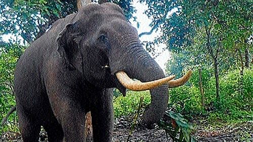 Wild tusker enters Kerala town; 3 injured in ensuing panic