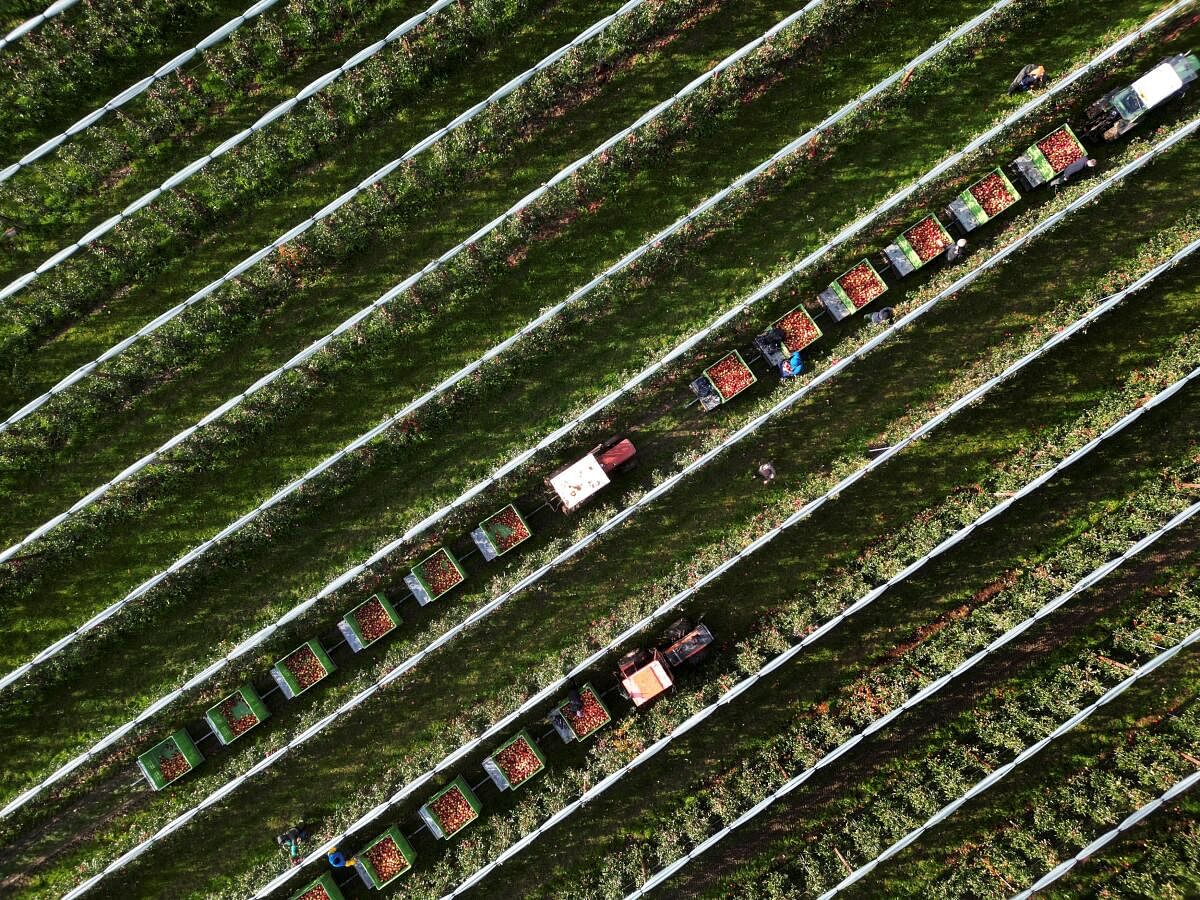 Apples are picked at an apple grower in Dreumel, Netherlands. 