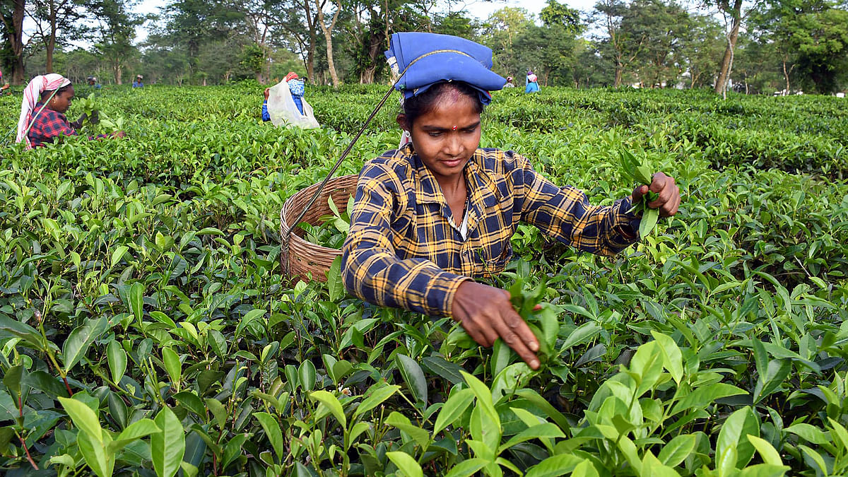 Health benefits of tea: Research MoU signed to identify possible use of tea in ayurveda