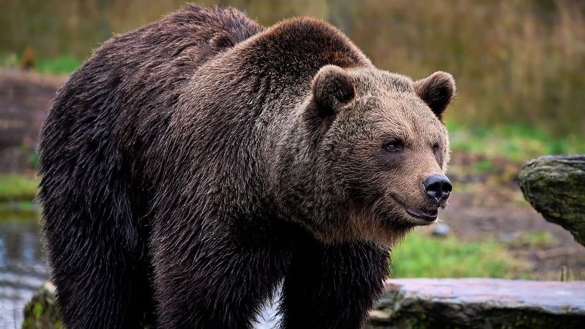 Two people killed by grizzly bear at Banff National Park in Canada