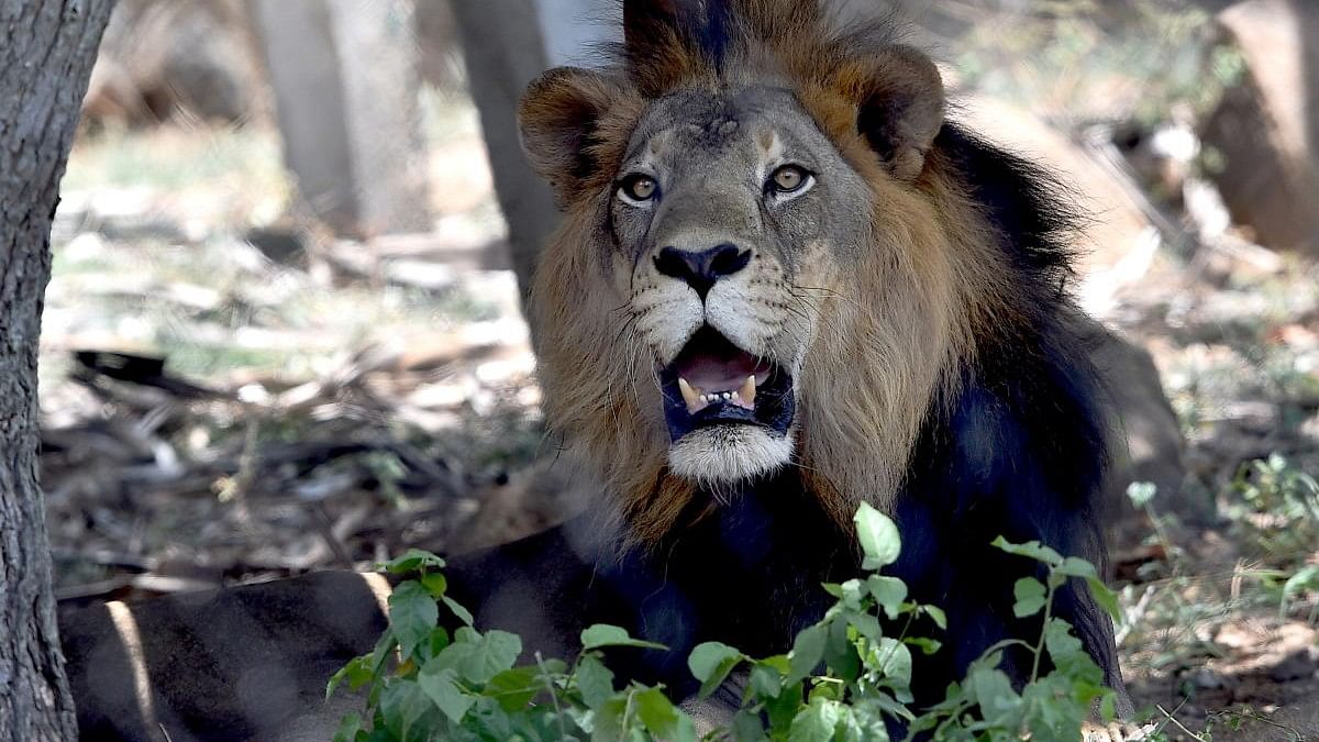 Man held for circulating video of false claim about lion sighting in Nagpur