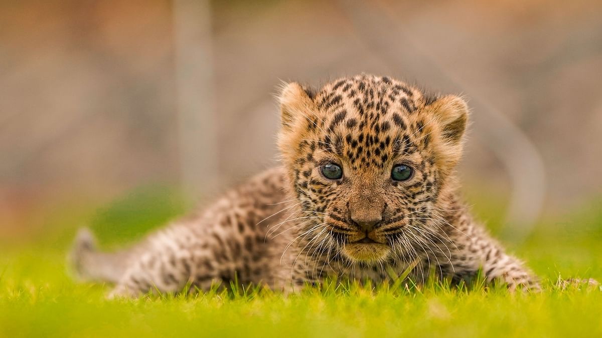 5-month old leopard cub rescued from smugglers