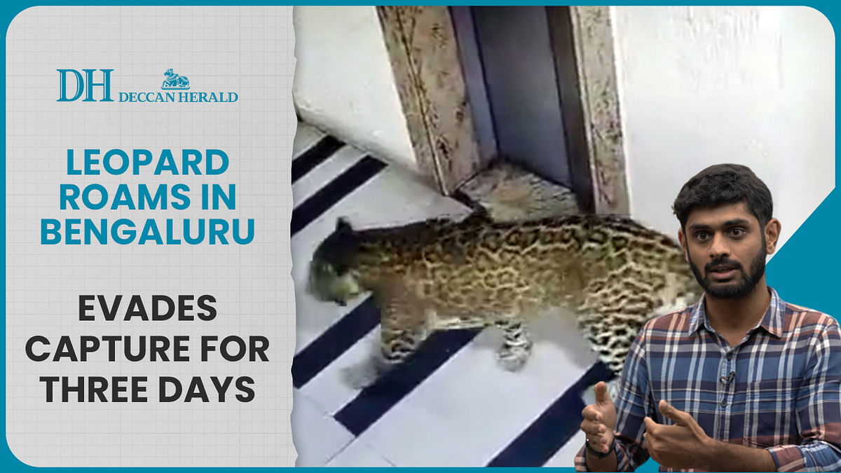 Bengaluru: Leopard evades capture for three days