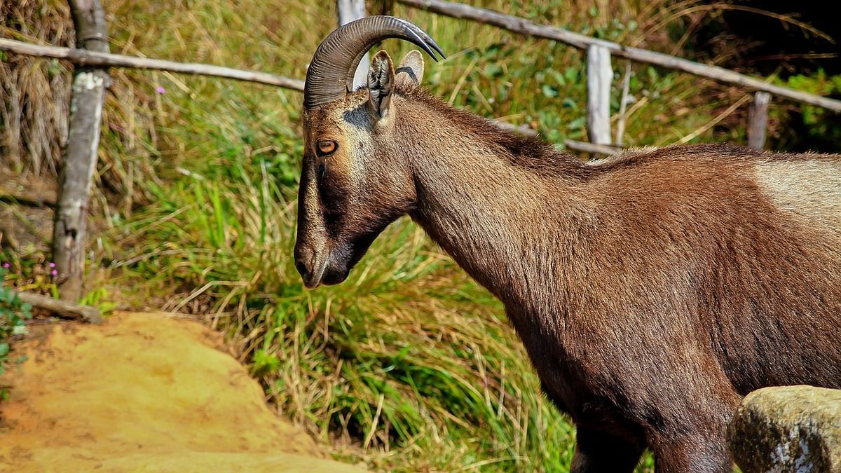 Tamil Nadu launches project for conservation of Nilgiri Tahr