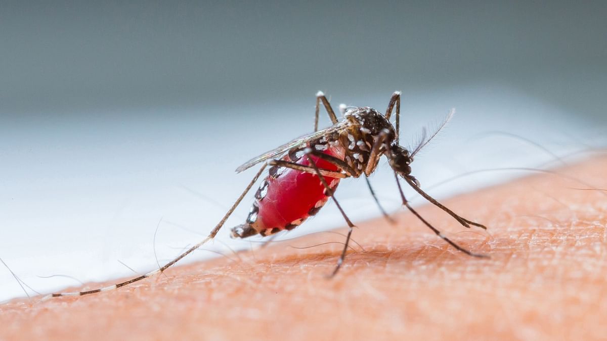 Karnataka reports 8,600 dengue cases in just 3 months 