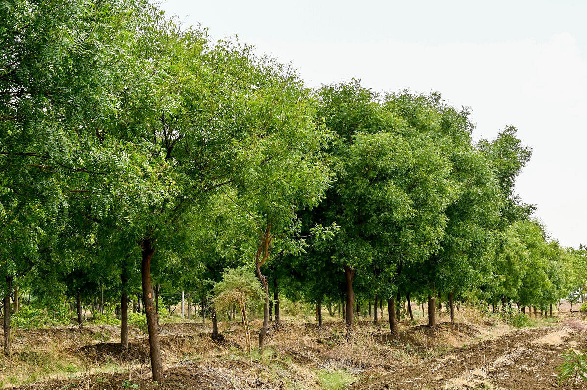 Are you ready to get paid by govt to grow sandalwood? - The Hindu