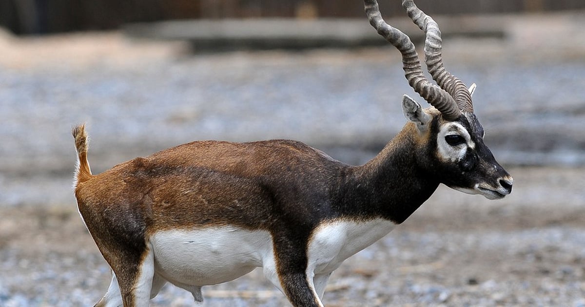 'સ્ટેચ્યુ ઓફ યુનિટી'ની જંગલ સફારીમાં ઘુસ્યો દીપડો, એક હરણને ફાડી ખાધું તો તેના આઘાતમાં સાતના મોત 2 Leopard kills blackbuck in Gujarat safari park near Statue of Unity, 7 deer  die of 'shock'