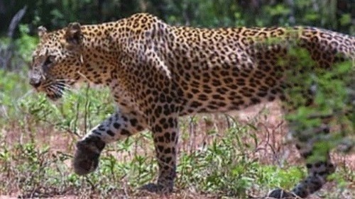 Girl, 8, killed in leopard attack in UP's Balrampur