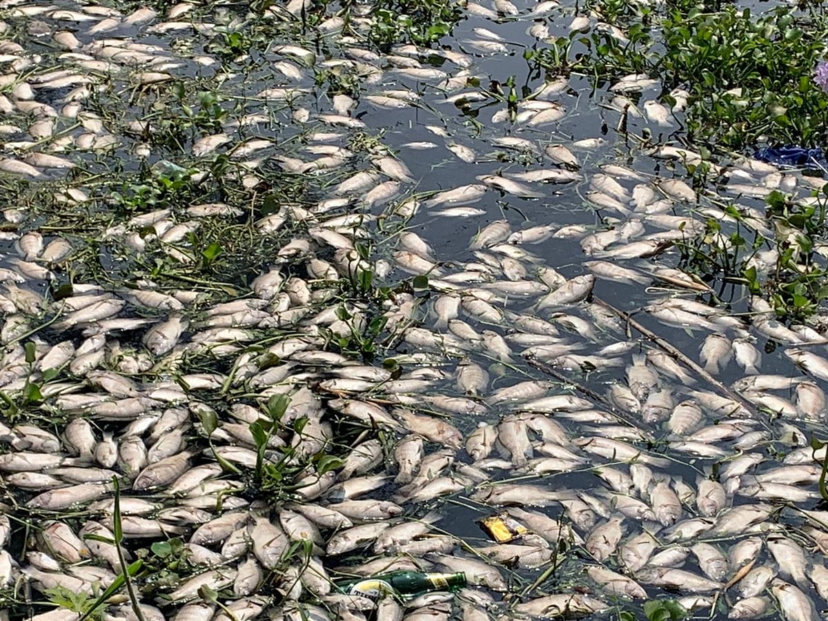 A major operation was launched on Wednesday to remove approximately 25000 dead fish from the lake