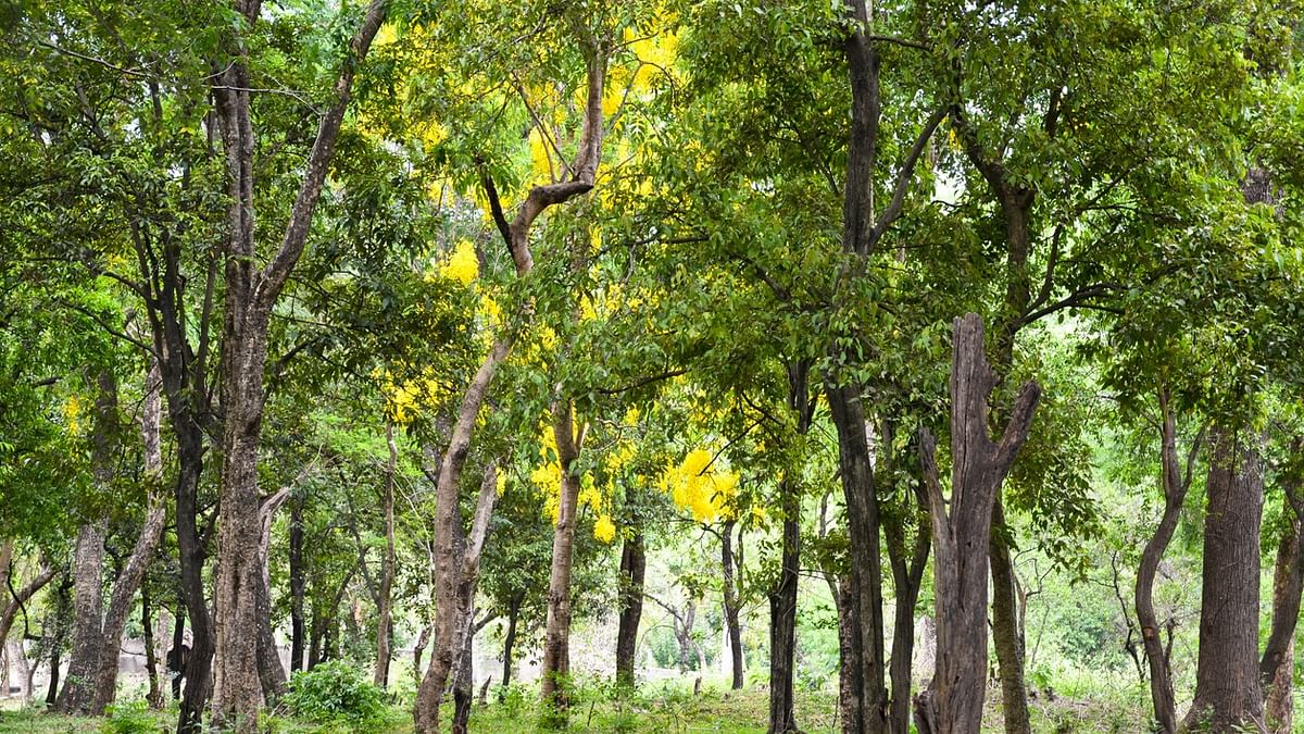 District tree, flower, bird and creature for Kerala's Kasargod district