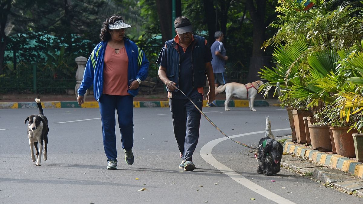 Call for pet rules in wake of Darshan dogs incident