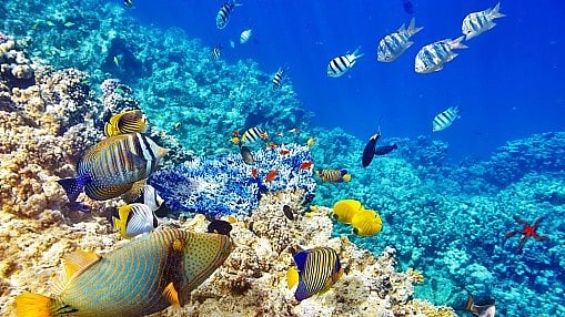 Global marine life on the move due to rising sea temperatures: Study - Vimarsana News