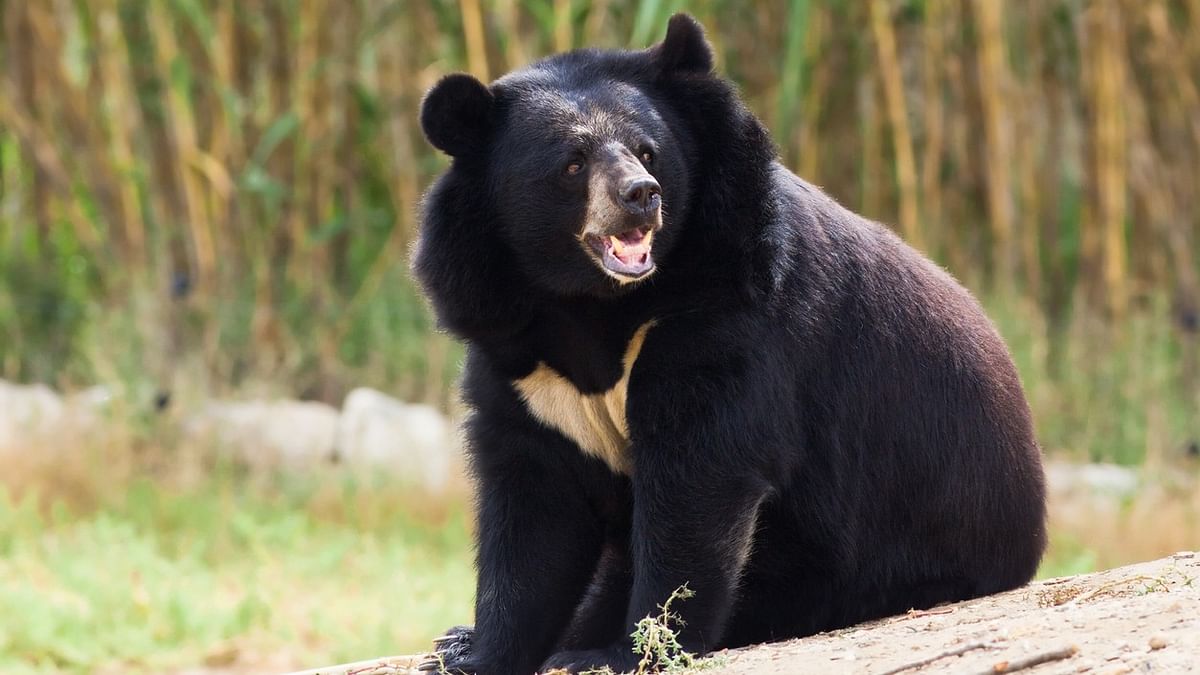 Himalayan black bear mauls zoo keeper to death in Andhra Pradesh