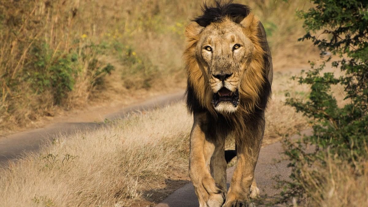 After Gir, Barda Wildlife Sanctuary proposed as second home for Asiatic lions