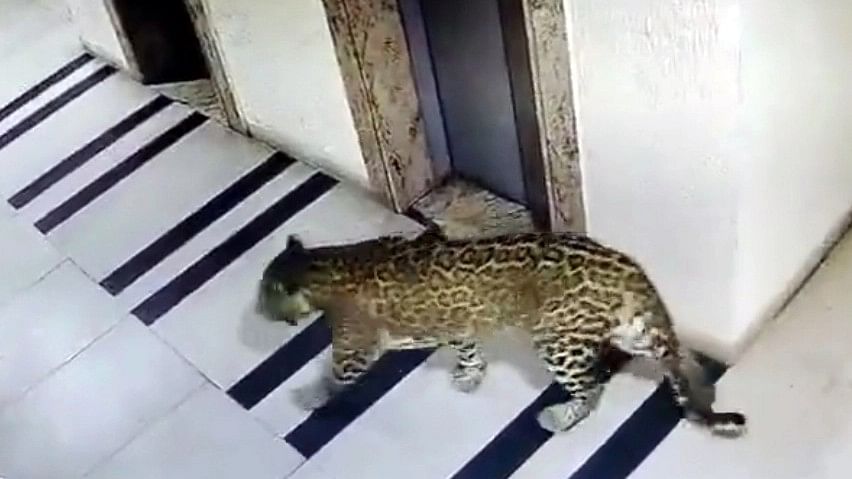 Spotted but not snared: Leopard in Bommanahalli dodges capture