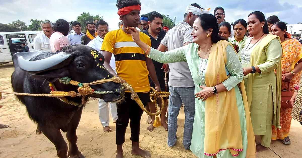 Record 228 pairs of buffaloes to participate in Bengaluru's first Kambala