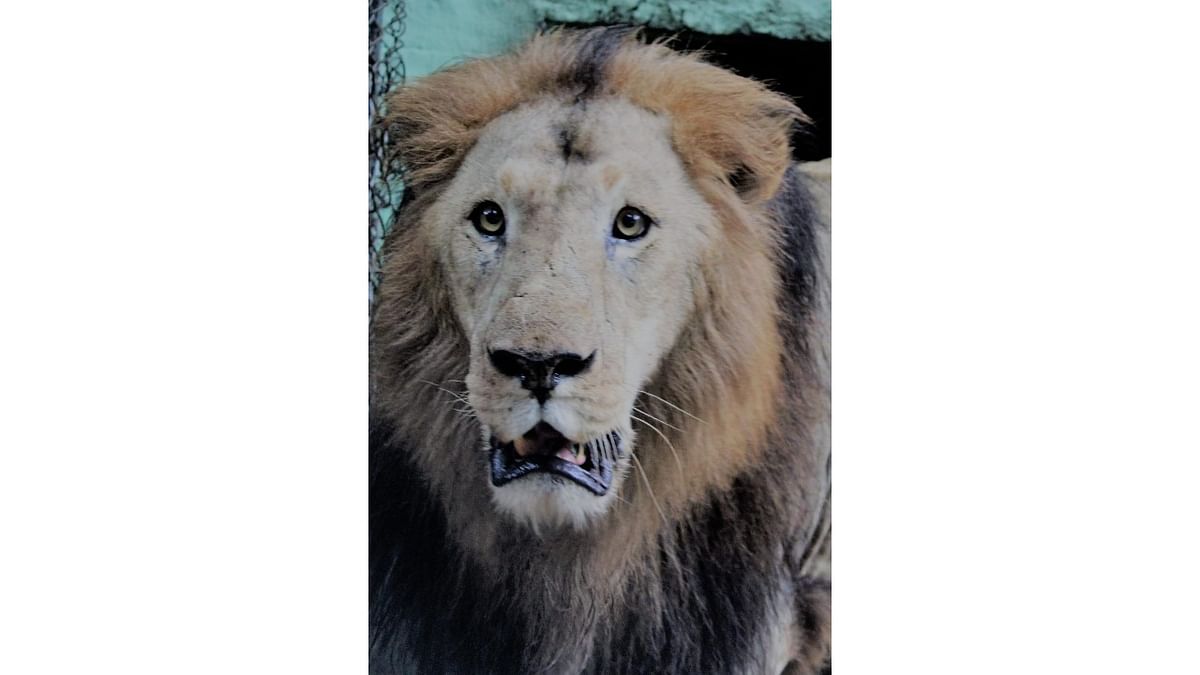 14-yr-old lion dies at Bannerghatta park