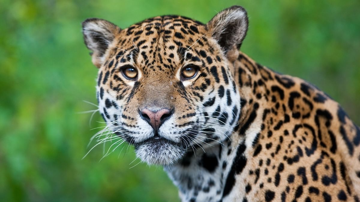 Big cats eat more monkeys in a damaged tropical forest, threatening their survival
