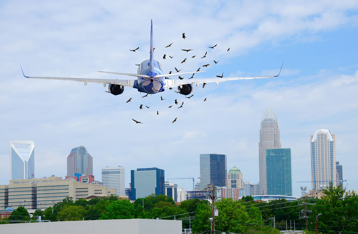 Passenger jet airliner with a flock of birds in front of it on when taking off which is extremely dangerous as they could damage a jet engine and cause a plane crash. 