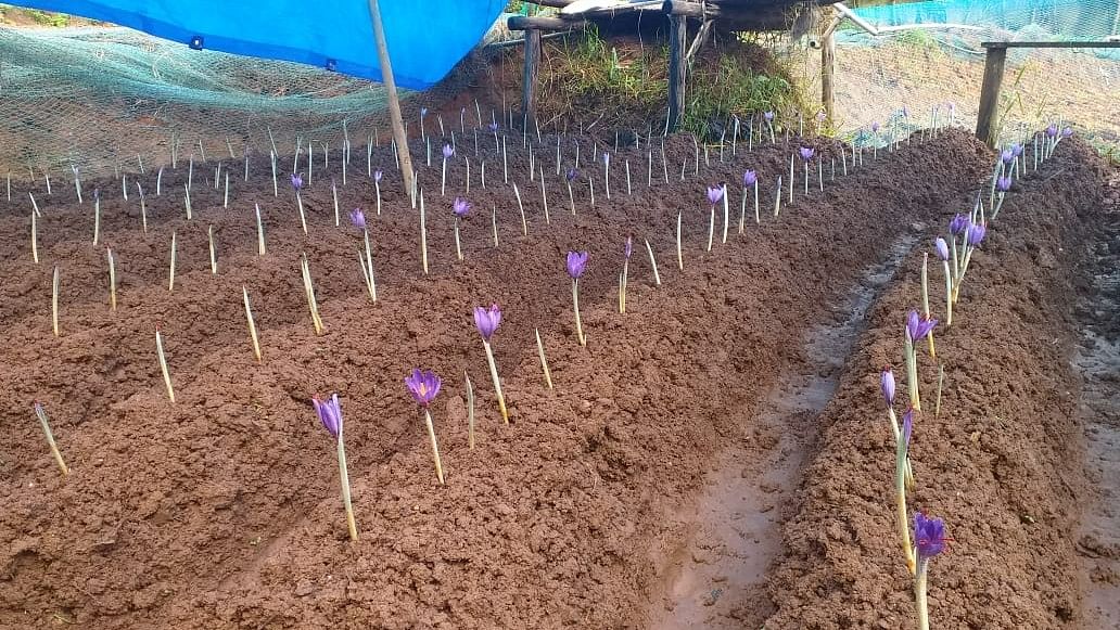 Saffron kindles hopes of farmers of Idukki in Kerala